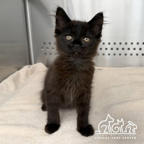 MOON - Domestic Short Hair available for adoption