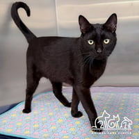 ONYX - Photo 1