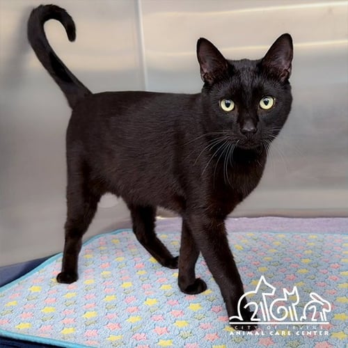 ONYX - Domestic Short Hair for adoption in Irvine