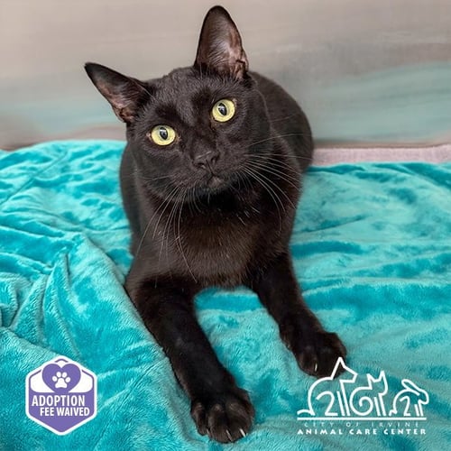 ONYX - Domestic Short Hair available for adoption