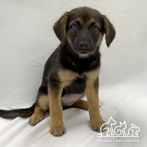 MINERVA - German Shepherd Dog available for adoption