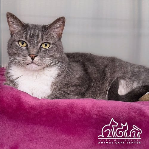 CALI - Domestic Short Hair available for adoption