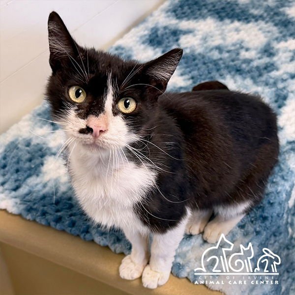 SIRIUS - Domestic Short Hair available for adoption