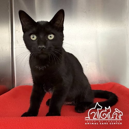 NORI - Domestic Short Hair for adoption in Irvine