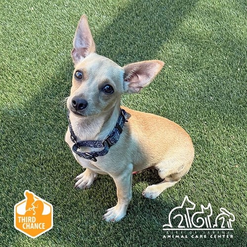 ASH - Chihuahua available for adoption