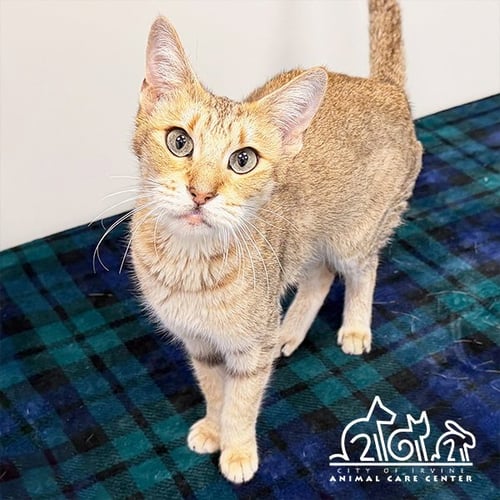 TANGO - Domestic Short Hair available for adoption