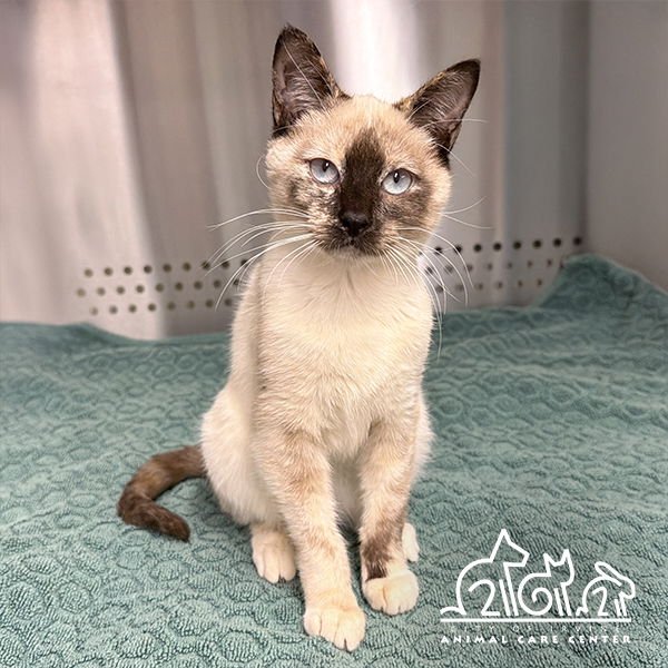 ILIA - Siamese available for adoption