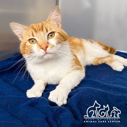 TOMMY - Domestic Short Hair for adoption in Irvine