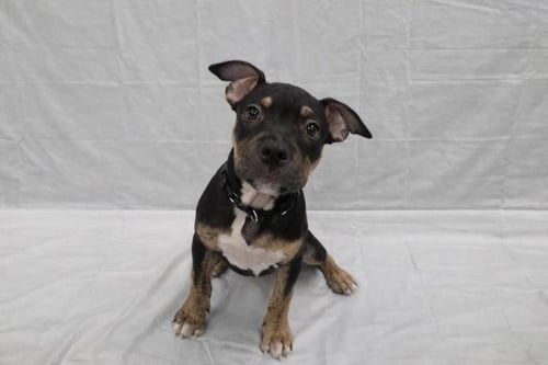 MCRIB - Mastiff available for adoption