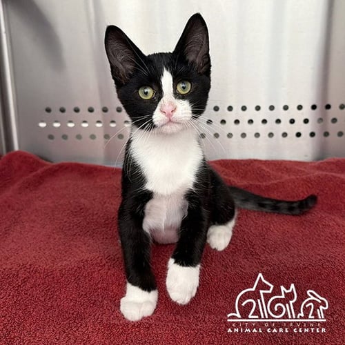 CHECKER - Domestic Short Hair available for adoption