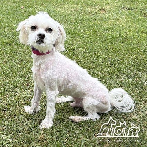 ROCKY - Maltese for adoption in Irvine