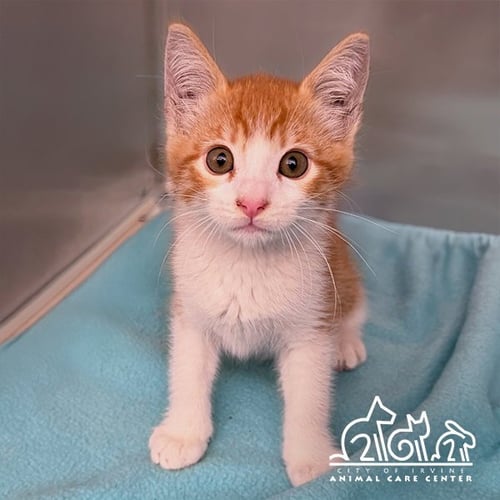 RUSTY - Domestic Short Hair available for adoption