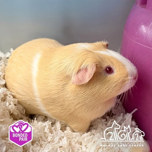 PEACH - Guinea Pig available for adoption