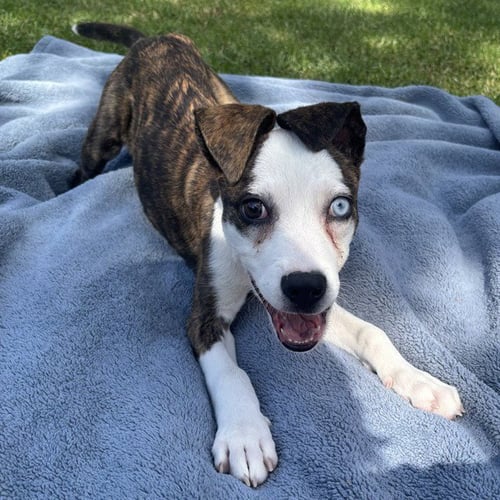 ELVIRA - Pit Bull Terrier available for adoption