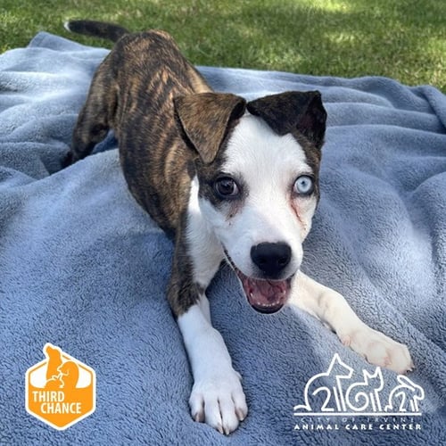 ELVIRA - Pit Bull Terrier available for adoption
