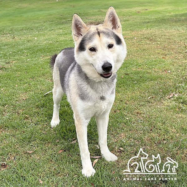 KAIKO Image