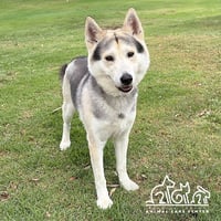 KAIKO - Photo 1