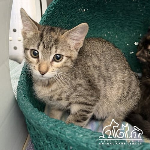 OAKLAND - Domestic Short Hair for adoption in Irvine