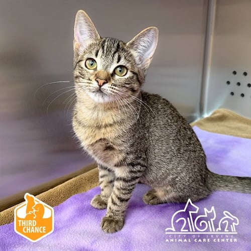 GLITTER - Domestic Short Hair available for adoption
