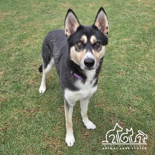 ESTRELLA - Siberian Husky for adoption in Irvine
