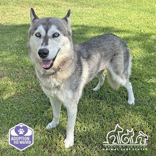 ARWEN - Husky available for adoption