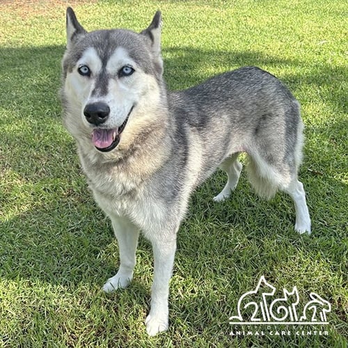 ARWEN - Husky available for adoption