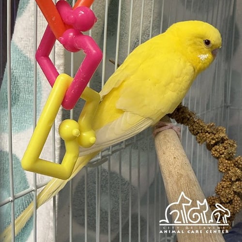 MARIGOLD - Parakeet - Other available for adoption