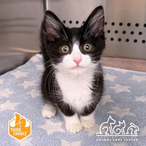 KENGI - Domestic Short Hair available for adoption