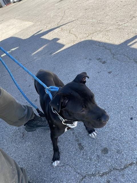 CASH - Pit Bull Terrier available for adoption