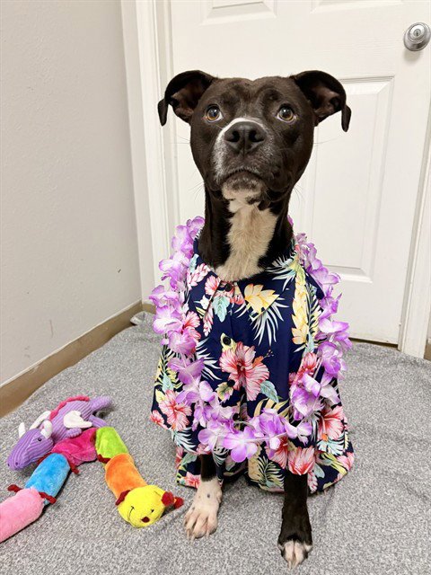 BIBBLE - Pit Bull Terrier available for adoption