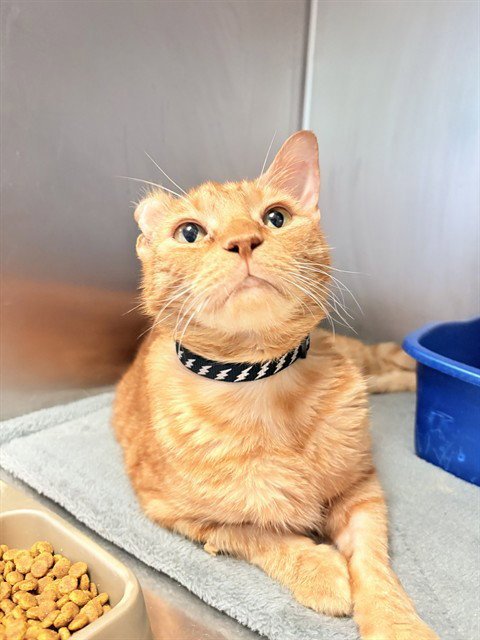 FELIX - Domestic Short Hair available for adoption