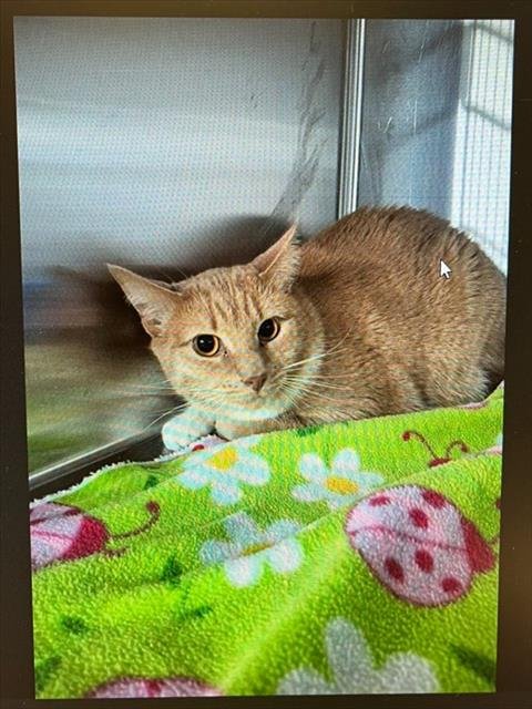 MR PICKLES - Domestic Short Hair available for adoption