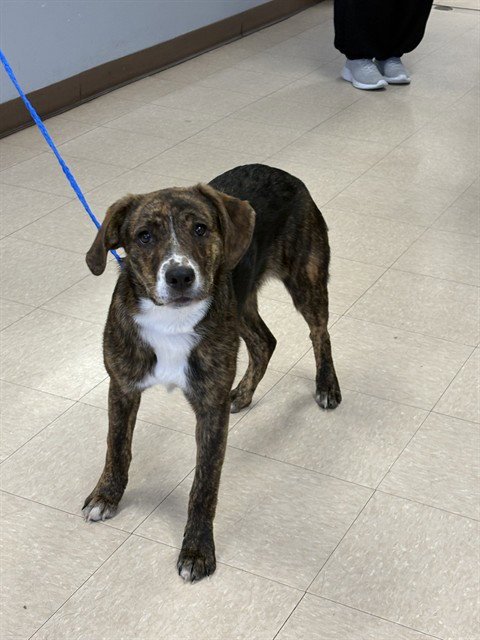 LILY - Plott Hound available for adoption