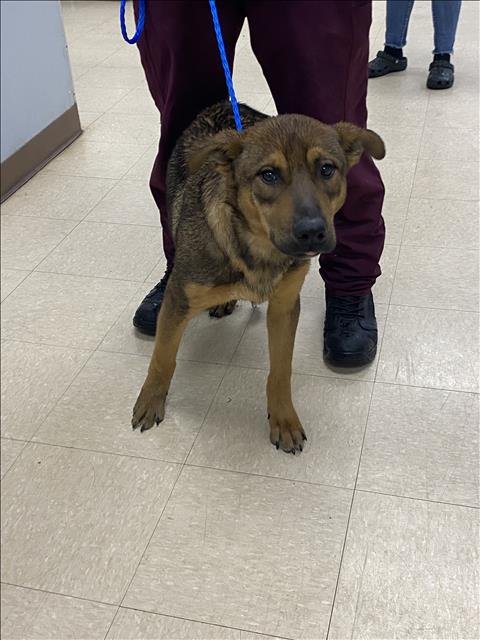 MOOSE - German Shepherd Dog available for adoption