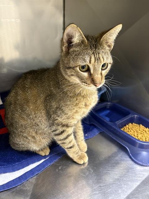 TOASTER - Domestic Short Hair available for adoption