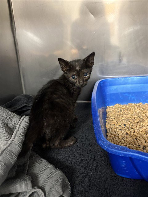 SLINKY - Domestic Short Hair for adoption in Killeen