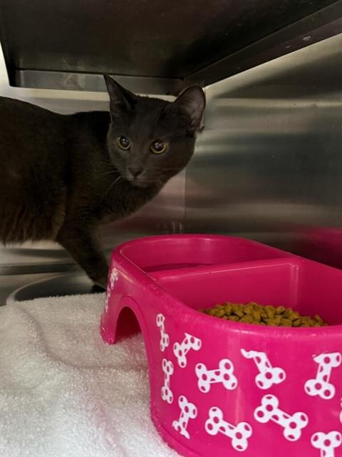 SAMSUNG - Domestic Short Hair available for adoption