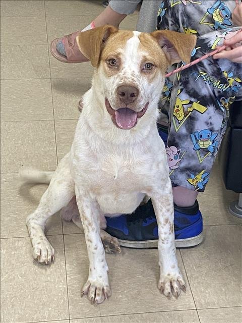 WAFFLES - Queensland Heeler available for adoption