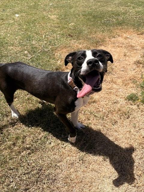 WHITNEY - Pit Bull Terrier for adoption in Killeen