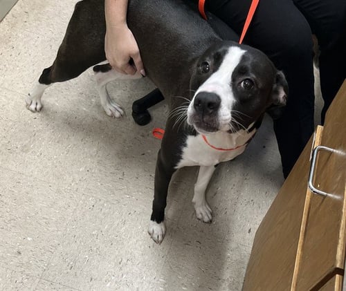 WHITNEY - Labrador Retriever available for adoption