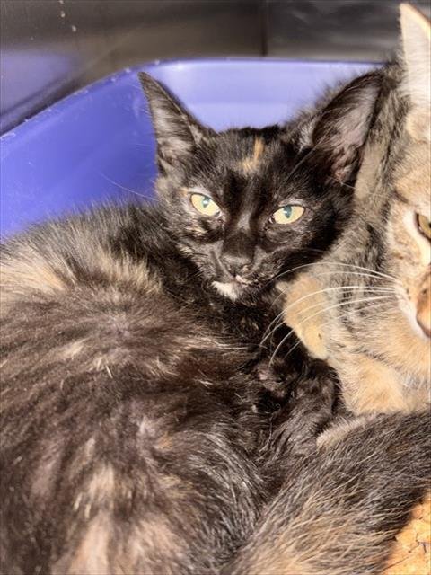 MINNIE - Domestic Short Hair available for adoption