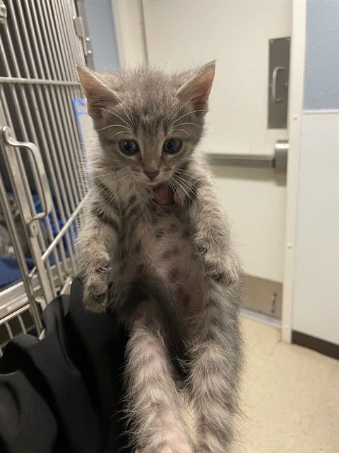 BONNIE - Domestic Short Hair available for adoption