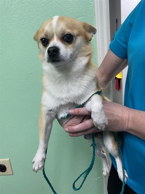 LEO - Chihuahua / Pomeranian available for adoption