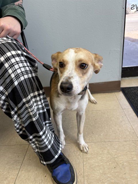 CRICKET - Jack Russell Terrier (Parson Russell Terrier) available for adoption