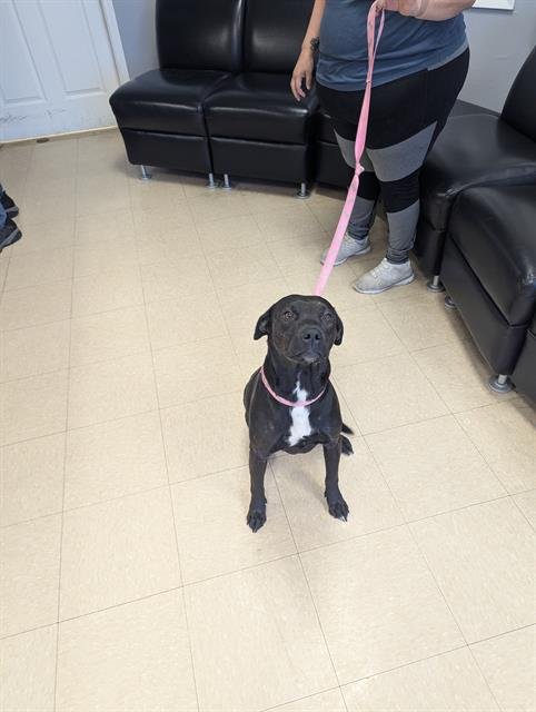 BELLA - Pit Bull Terrier available for adoption