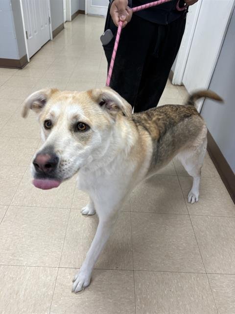 AVENTURA - Husky available for adoption