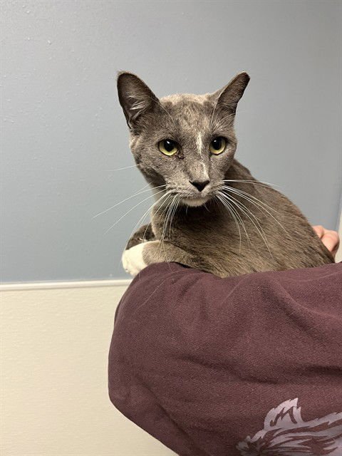 FREYA - Domestic Short Hair available for adoption