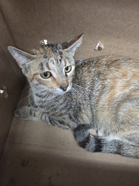 DOLLY PURRTON Image