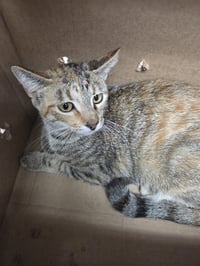 DOLLY PURRTON - Photo 1