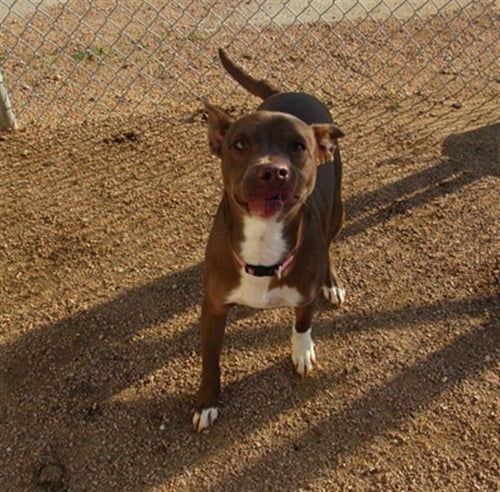 COCO - Pit Bull Terrier available for adoption